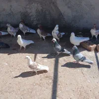 کبوتر ساعتی تضمینی