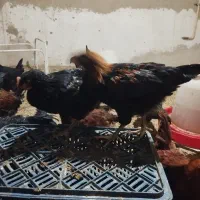 جوجه طاقچه