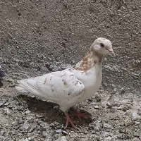ماده زرد مفرق‌.معاوضه هم دارم با دوتا سیاه