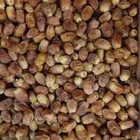 انواع خرمای جنوب
