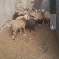شیشک داشت