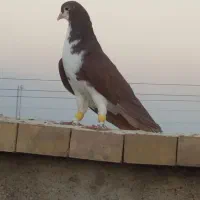 پرنده یا کبوتر