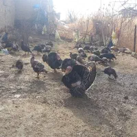 جوجه بوقلمون وتخم بوقلمون نطفه دار