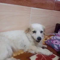 سگ اشپیتز گم شوده
