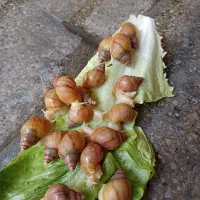 حلزون 4سانتی