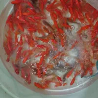 ماهی قرمز طعمه