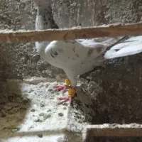 یه جفت هفت رنگ رنگ خطی نرکاغذی