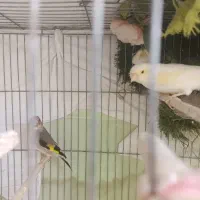 قناری ماده وماده سهره