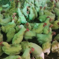 مرغ گوشتی و تخم گذار سبدکالا موجود است
