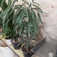 چند عدد گل اپارتمانی
