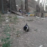سگ نگهبان