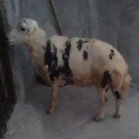 شیشک قوچ پوست گاوی