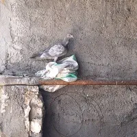 سار ماده