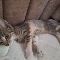 بچه گربه ای ۲ ماهه۴