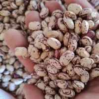 لوبیا کپسولی