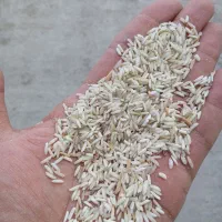 ۲۰کیلو دلک برنج دنوج سورت شده باکیفیت و قیمت مناسب
