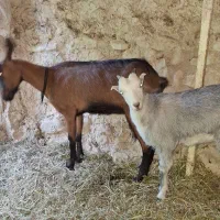 بزو بزغاله