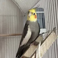 عروس هلندی نر سخنگوی یکساله