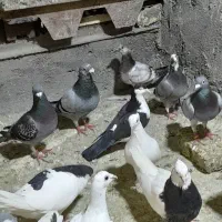 کفترفروشی