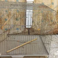 قفس پرنده