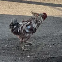 مرغ و خروس