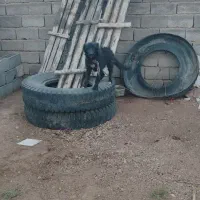 توله سگ ماده واگذار می شود