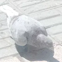 پرنده