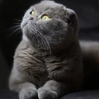 عکاسی حرفه ای حیوانات