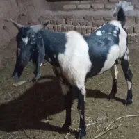 بز پاکستانی