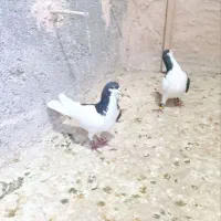 کفتر چپی نر دوری