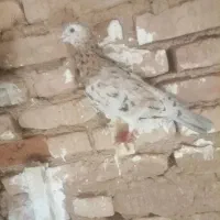 کبوتر