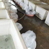 فروش بچه ماهی کپور