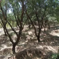 باغ با درختان آجیلی ۶۲۰متردرروستای صادق آباد