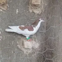 صید  خال سینه ساده
