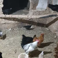 خروس سرحال