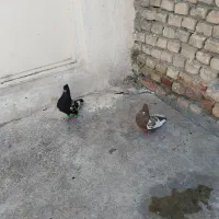 کبوتر