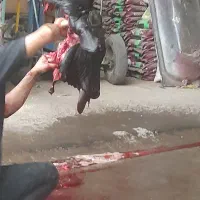 سلاخ و قصاب حرفه ای سبک و سنگین سیار  شبانه روزی