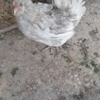 مرغ کرچ