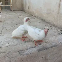 جوجه سفید کاکلی فری. سبز کویتی ترکه سفید.