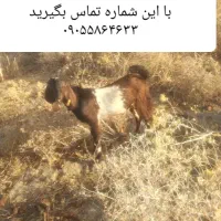 چپشت نر