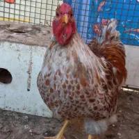 خروس ویاندا