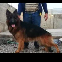 ژرمن بالغ