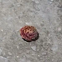 هسته طلا دار