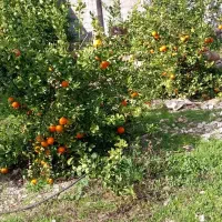 فروش باغچه ۱۲۰۰متری در ملای بلوط کازرون علی آباد