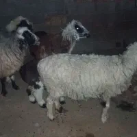 4 عدد میش بدون بره