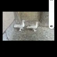 کبوتر سفید و زرد گمشده