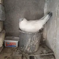 کبوتر رنگه جفتگاه ارزون معاوضه با انگشتر نقره