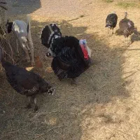 بوقلمون مرغ