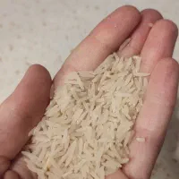 برنج فجر گرگان