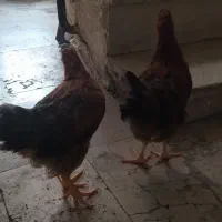 سه جوجه محلی